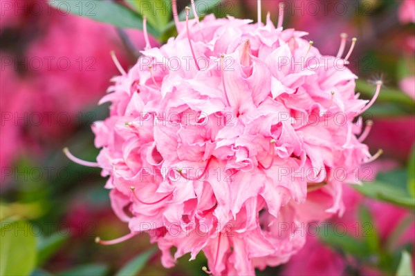 Rhododendron (azalea) flowers of various colors in the spring garden. Closeup. Blurred background