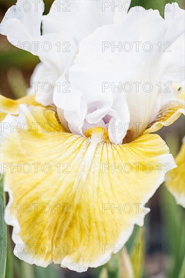 Beautiful multicolored iris flower bloom in the garden. Close up, fragility and summer concept