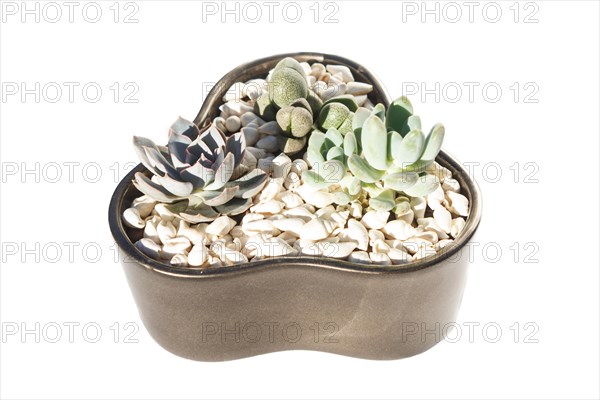 Small succulents in a ceramic pot on a white background