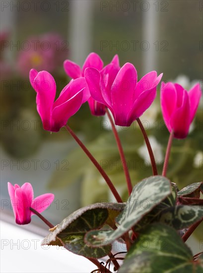 Pink cyclamen on a windowsill