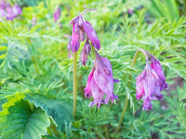 Dicentra bloom in spring garden