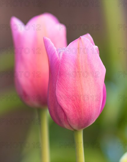 Flowering tulips in the botanical garden in spring