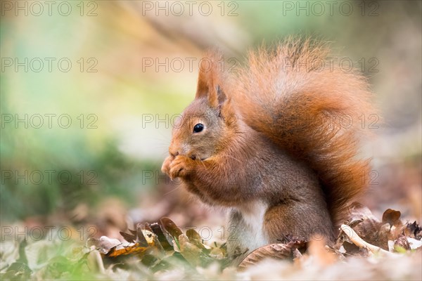 A fluffy eurasian red squirrel (Sciurus vulgaris) nibbling on a nut, Hesse, Germany, Europe