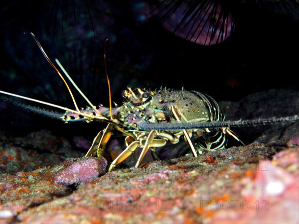 Brown spiny crayfish (Panulirus echinatus), dive site El Cabron Marine Reserve, Arinaga, Gran Canaria, Spain, Atlantic Ocean, Europe