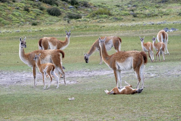 Guanaco (Llama guanicoe), Huanaco, group of animals with young, Torres del Paine National Park, Patagonia, end of the world, Chile, South America