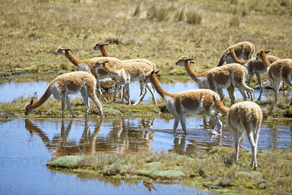 Vicunas or vicunas (Vicugna vicugna) grazing at a waterhole in the Andean highlands, Andahuaylas, Apurimac. region, Peru, South America