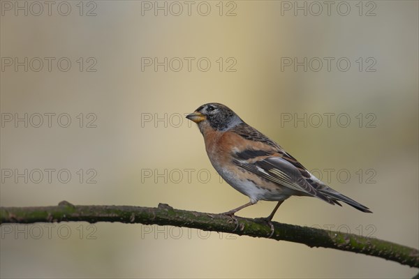 Brambling (Fringilla montifringilla) adult bird on a tree branch, England, United Kingdom, Europe