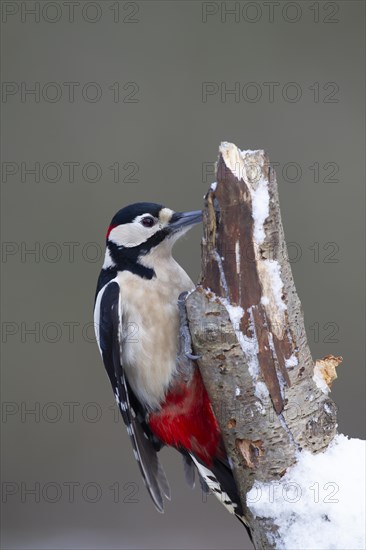 Great spotted woodpecker (Dendrocopos major) adult bird on a snow covered tree stump, England, United Kingdom, Europe