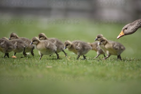 Greylag goose (Anser anser) adult bird with nine juvenile baby goslings on a grass lawn, England, United Kingdom, Europe