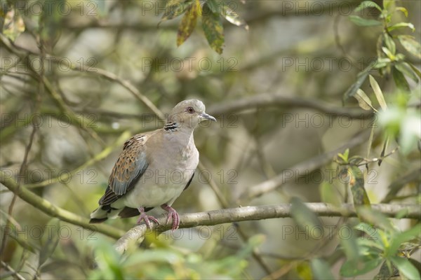 European turtle dove (Streptopelia turtur) adult bird on a tree branch, England, United Kingdom, Europe