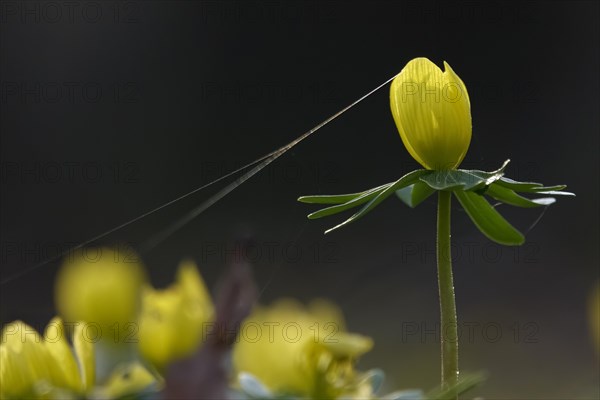 Winter aconites (Eranthis hyemalis), February, Germany, Europe