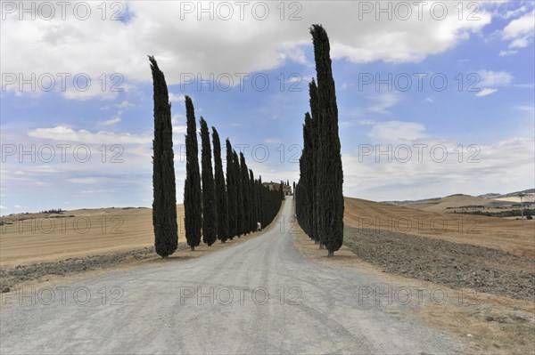 Cypress avenue with farmhouse, south of Pienza, Tuscany, Italy, Europe