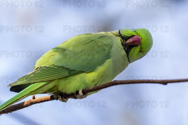 Rose-ringed parakeet (Psittacula krameri) on a branch, wildlife, Germany, Europe