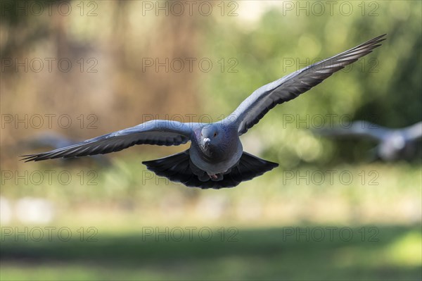 City dove (Columba livia forma domestica) in flight, wildlife, Germany, Europe