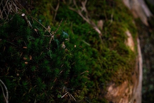 Moss (Bryophyta), close-up, Neubeuern, Germany, Europe