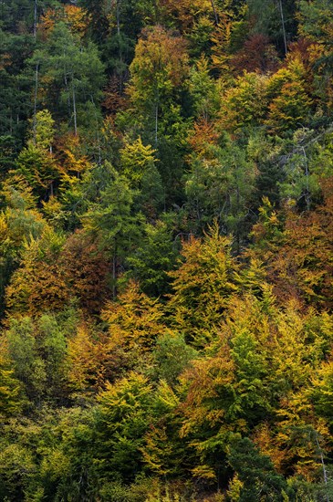 Colourful autumn forest, autumn, autumnal, tree, forest, foliage, colour, romantic, romantic, season, autumn landscape, colourful, colourful, picturesque, texture, Valais, Switzerland, Europe