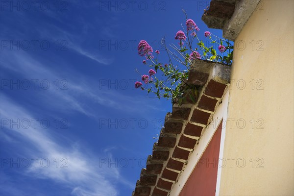 Flower-covered roof, lovely, idyllic, flowers, decoration, architecture, facade, earth colours, clay plaster, building, house, Mediterranean, travel, holiday, Southern Europe, Monchique, Algarve, Portugal, Europe