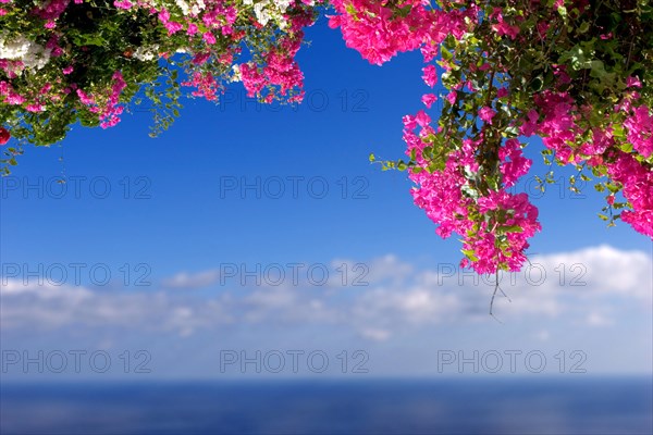 Bougainvillea (Tricycla) La Palma, Canary Islands, Spain, Europe