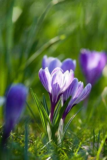 Lilac spring crocus (Crocus Vernus Vernus)