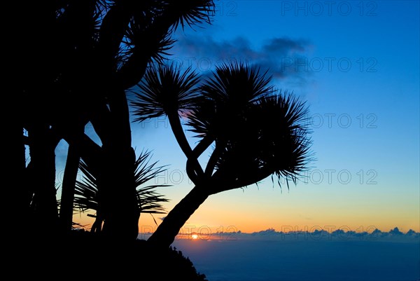 Dragon Tree (Dracaena Draco) La Palma, Canary Islands, Spain, Europe