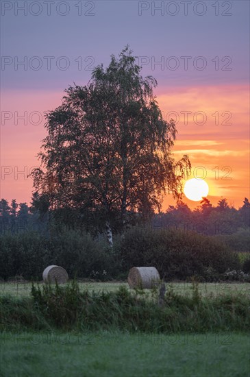 Meadow landscape, warty birch (Betula pendula), hay bales, at sunrise, Lower Saxony, Germany, Europe