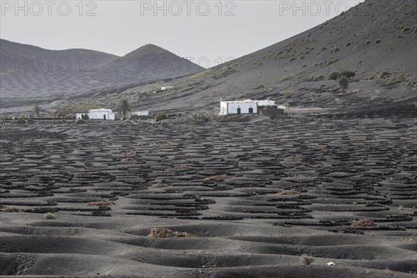 Wine growing in volcanic ash pits protected by dry stone walls, Yaiza, Lanzarote, Canary Islands, Spain, Europe