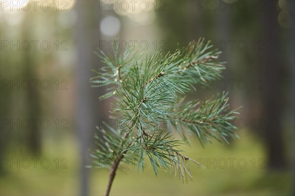 Scots pine (Pinus sylvestris) tree growing in a forest, needles, Bavaria, Germany, Europe