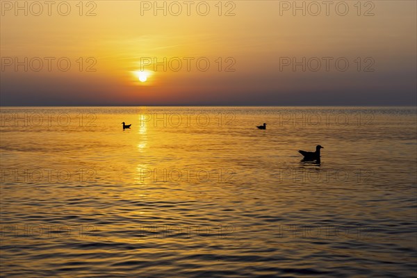 Seagulls swimming on the sea in front of a sunset on the west beach near Prerow