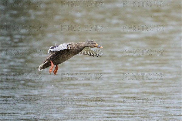 Wild duck (Anas platyrhynchos) landing in a lake, flying, Bavaria, Germany, Europe