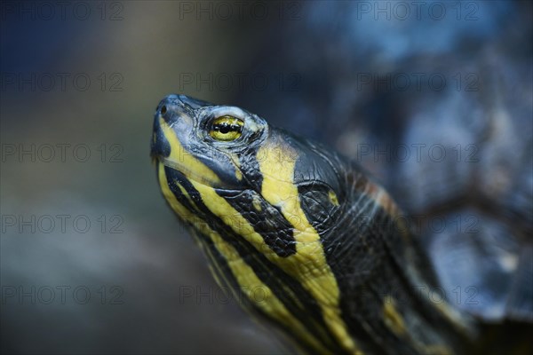 Red-eared slider (Trachemys scripta elegans), portrait, captive, Germany, Europe