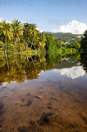 View of a river arm, a tropical mangrove landscape and the natural surroundings of Grande Anse Beach, Basse Terre, Guadeloupe, the French Antilles and the Caribbean, North America