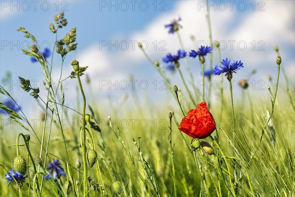 Red poppy flower (Papaver rhoeas), green barleys (Hordeum vulgare), cornflowers (Centaurea cyanus), field flowers, wildflowers in barley field, symbolic photo, organic farming, organic cultivation, Weserbergland, Polle, Lower Saxony, Germany, Europe