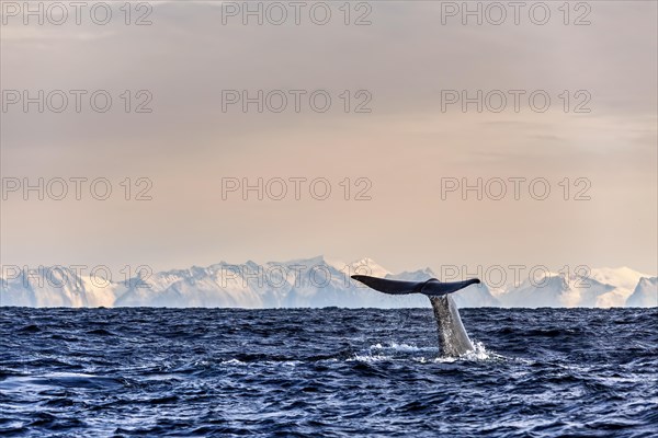 Schwanzflosse eines Wals taucht im Meer mit Eisbergen im Hintergrund ein, Abtauchender Pottwal vor Bergkette von Senja
