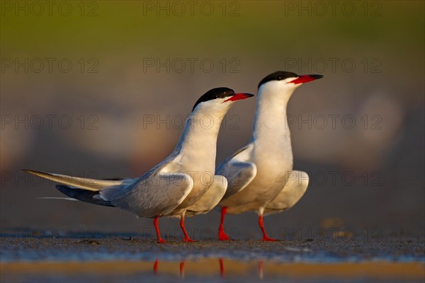 Common Tern (Sterna hirundo), courtship, mating, Danube Delta Biosphere Reserve, Romania, Europe