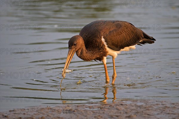 Black stork (Ciconia nigra), young bird with fish, Mecklenburg-Western Pomerania, Germany, Europe