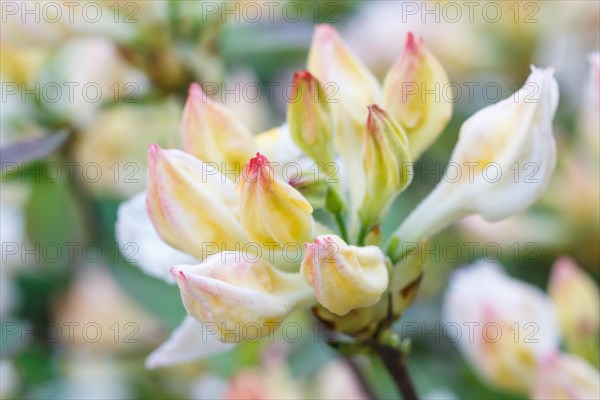 Rhododendron (azalea) buds of purple color in the spring garden. Closeup. Blurred background