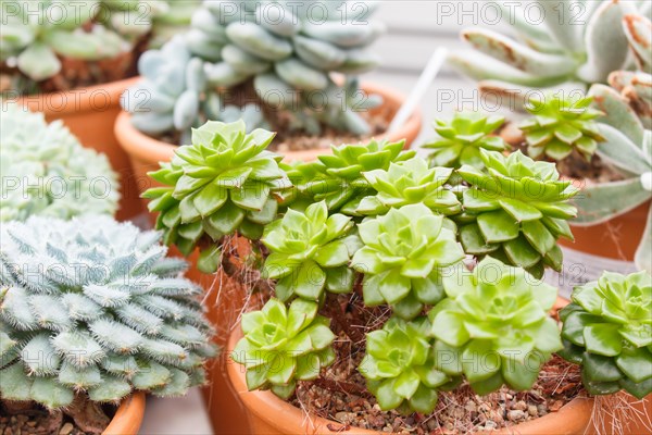 Various types of succulent in flower pots in the greenhouse. Closeup, selective focus