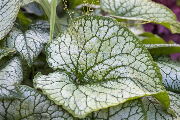 Brunnera patterned leaves in the garden