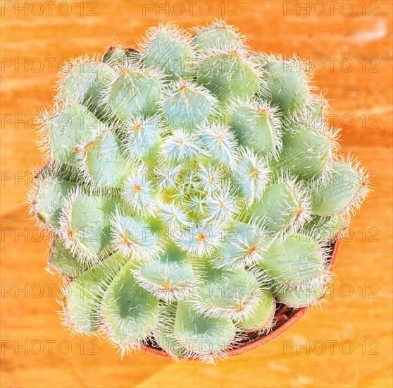 Beautiful little plant, succulent in a small flower pot. on the wooden background