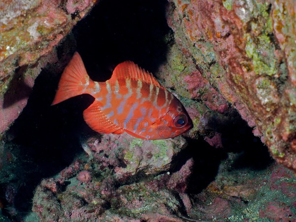 Bigeye glasseye snapper (Heteropriacanthus cruentatus), dive site Salemera, La Palma, Canary Islands, Spain, Atlantic Ocean, Europe