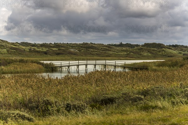 Wooden bridge in the reed belt over Nyminde Strom in front of a dune landscape, Norre fog, Region Syddanmark, Denmark, Europe