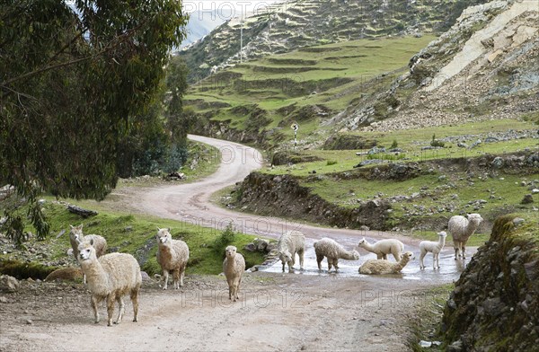 Alpacas (Vicugna pacos) on a sandy track in the Andean highlands, Palccoyo, Checacupe district, Canchis province, Cusco region, Peru, South America