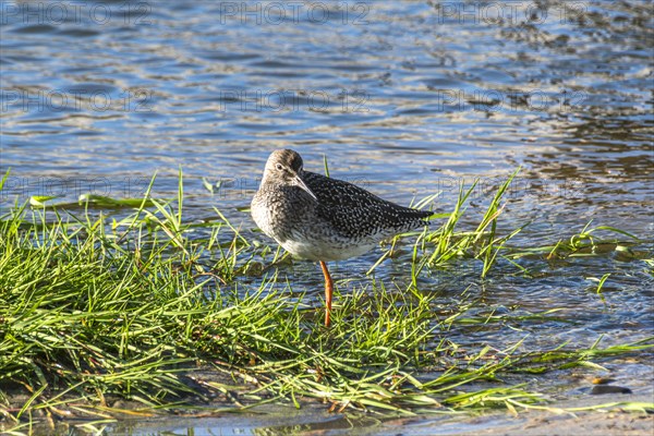 Common redshank (Tringa totanus), Henne, Region Syddanmark, Denmark, Europe