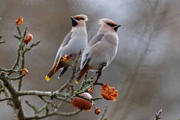 Bohemian waxwing (Bombycilla garrulus), winter visitor, invasion bird, Thuringia, Germany, Europe