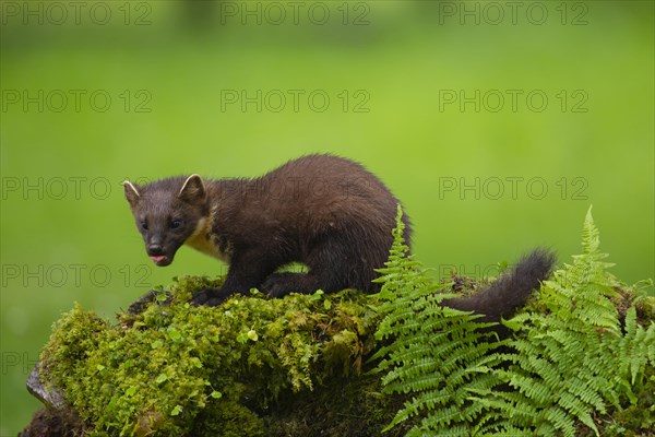 Pine marten (Martes martes) adult animal on a moss covered stone wall, Ardnamurchan, Scotland, United Kingdom, Europe