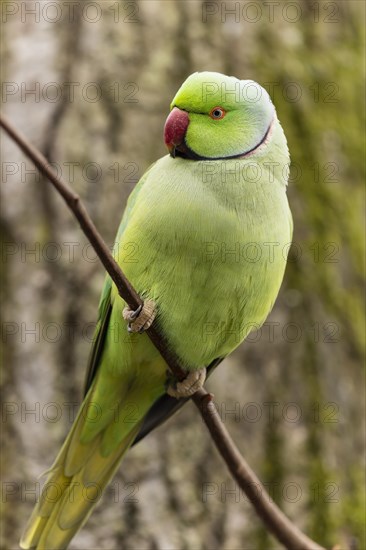 Rose-ringed parakeet (Psittacula krameri) on a branch, wildlife, Germany, Europe