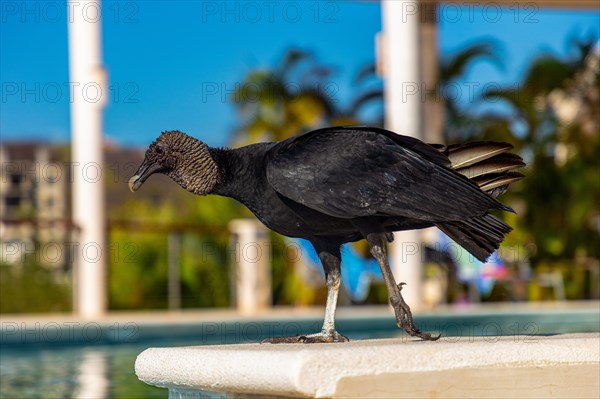 Black vulture (coragyps atratus) at a pool, La Crucecita, Baja de Huatulco, South Pacific Coast, State of Oaxaca, Mexico, Central America