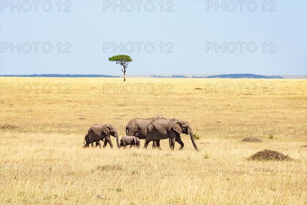 Single tree in the savanna landscape with a Elephants (Loxodonta africana) walking on the savanna in Africa, Maasai Mara, Kenya, Africa