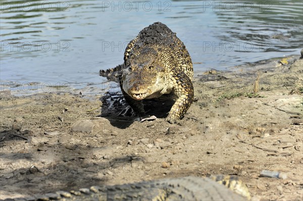 Cuban crocodile (Crocodylus rhombifer), demonstration crocodile farm Criadero de Cocodrilos, Parque Natural Cienaga de Zapata, Zapata Peninsula, Cuba, Greater Antilles, Central America