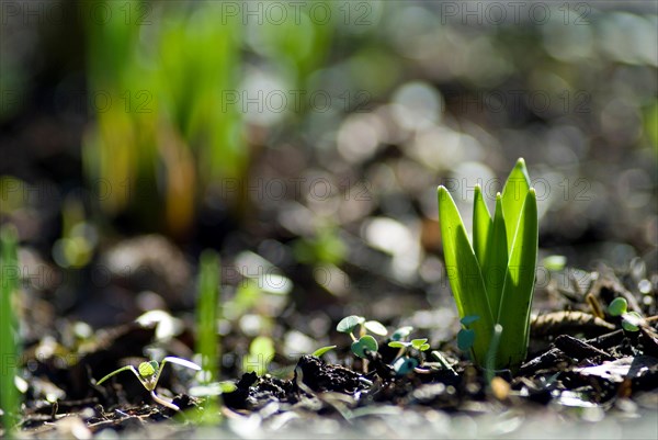 Young shoot of a yellow daffodil (Narcissus Pseudonarcissus)